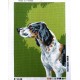 Canevas à broder 40 x 60 cm thème CHIEN DE CHASSE SETTER ANGLAIS